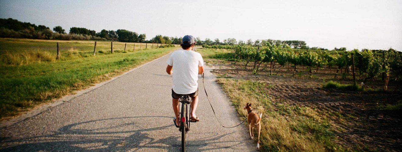 Man fietst naast zijn hond – samen veilig fietsen met hond.