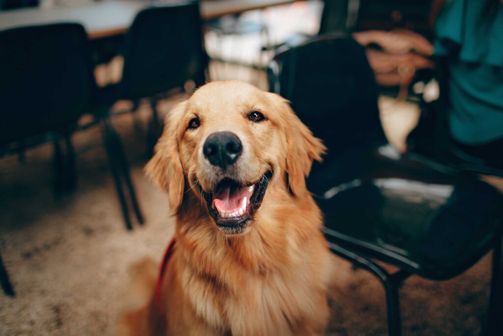aramelkleurige hond – ontspannen tijdens het fietsen. aramelkleurige hond – ontspannen tijdens het fietsen.