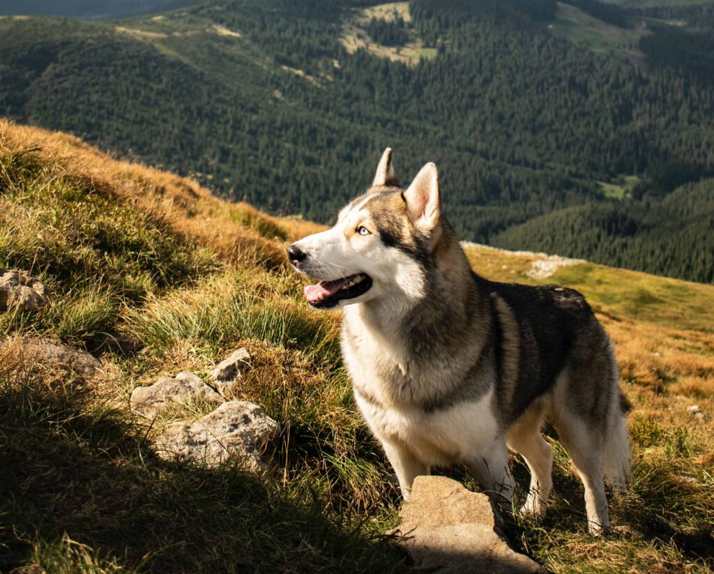 Hond met wolfachtig uiterlijk – alert en klaar voor actie. Hond met wolfachtig uiterlijk – alert en klaar voor actie.